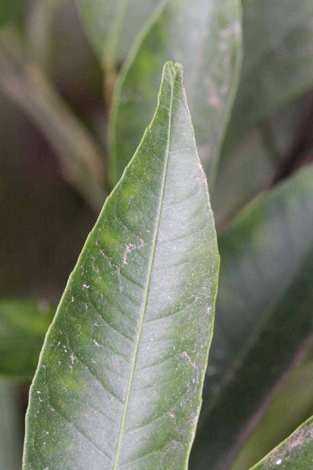              Margin (Riverside, CA)       